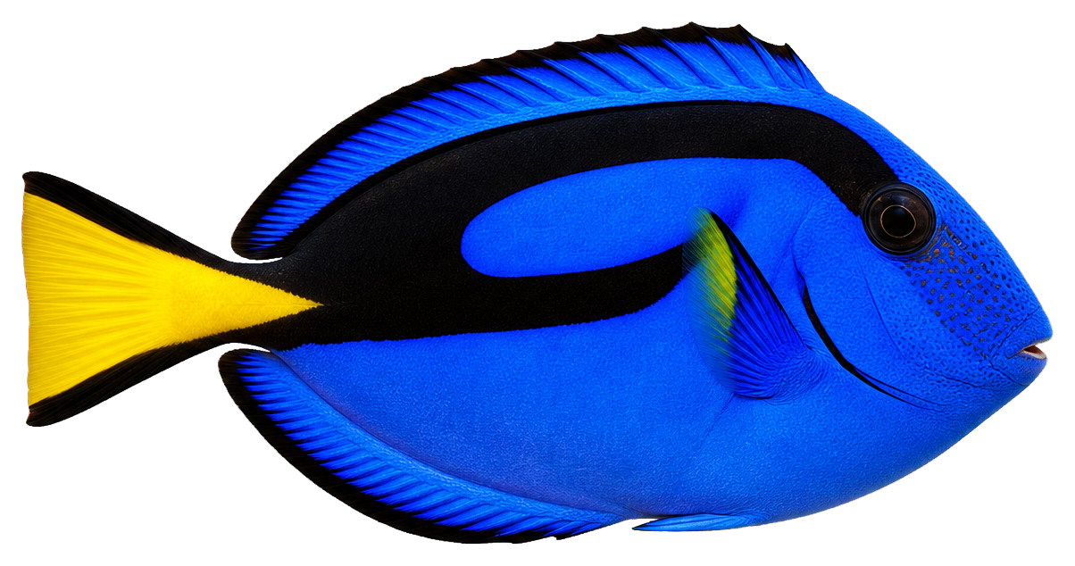 Side profile of a blue tang fish with a yellow tail