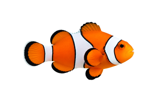 Side profile of an orange and white clownfish