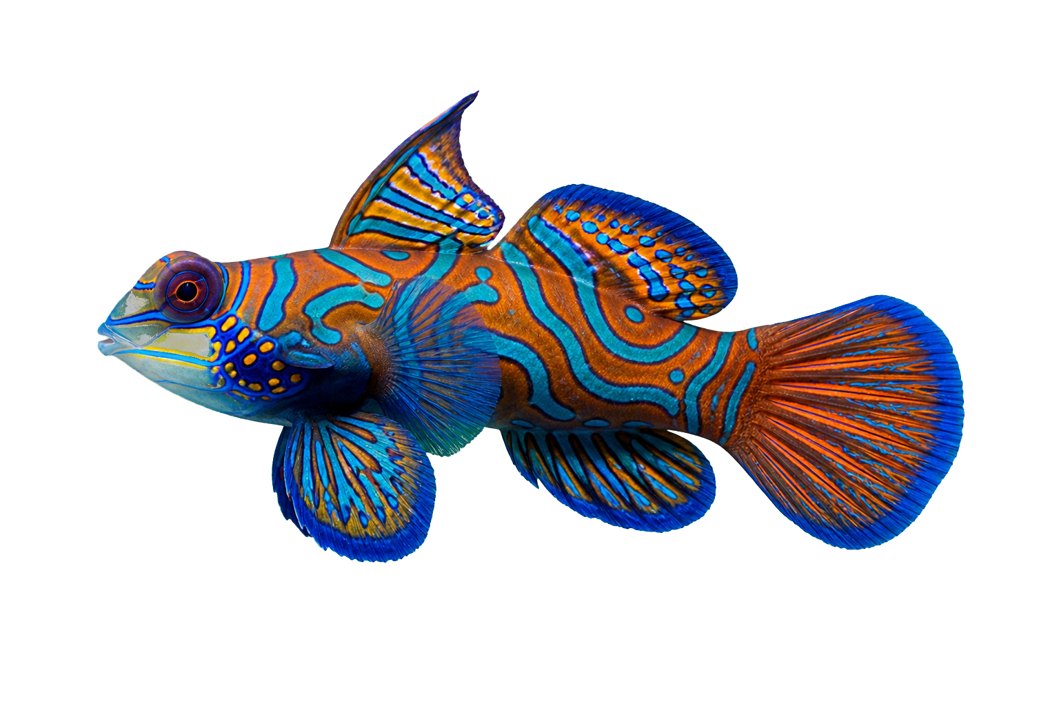Side profile of Mando, a colorful mandarin goby