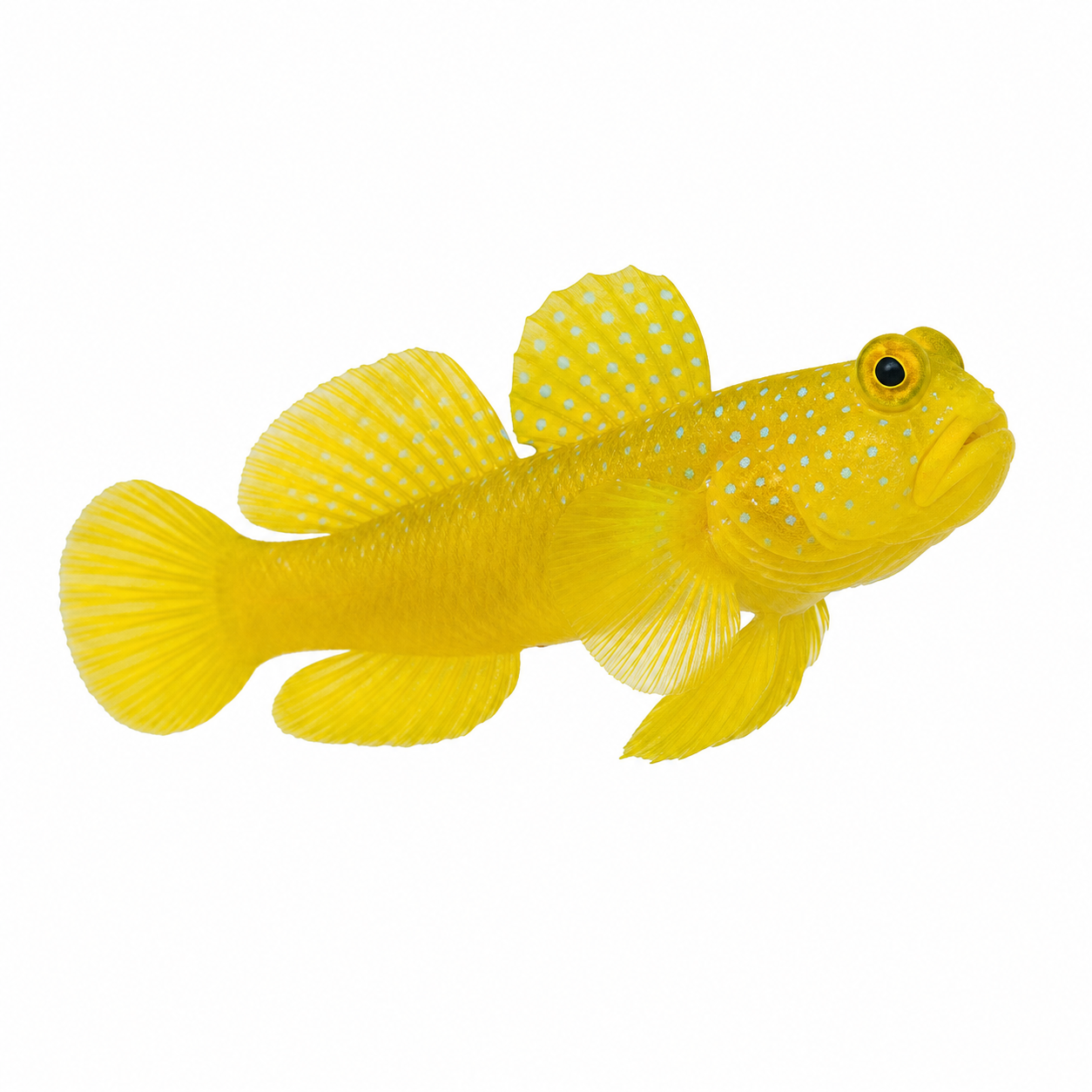 Yellow Watchman Goby on a white background